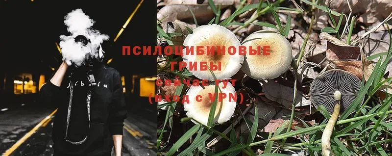 Галлюциногенные грибы Cubensis  Новосиль 